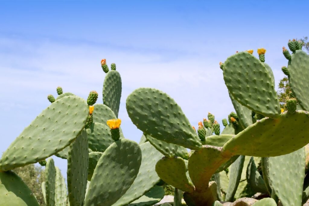 Kaktuso vaisiai – kaktusinės figos