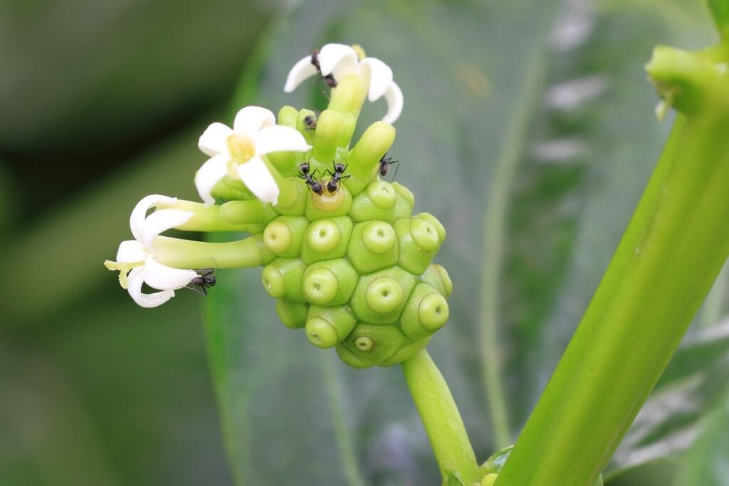 Noni sultys. Indinės morindos sultys. Indinė morinda